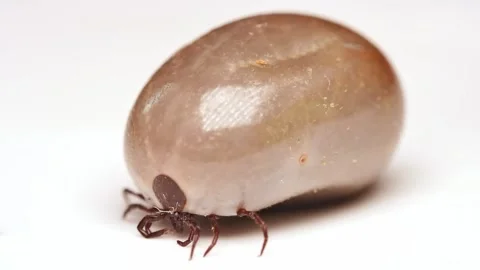 Engorged tick on white Видео 278431431