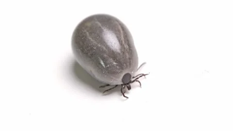 Engorged tick on white 库存影片 305270827