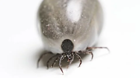 Engorged tick on white Stockbeeldmateriaal 305270986