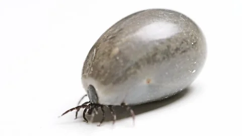 Engorged tick on white Stockbeeldmateriaal 305271194