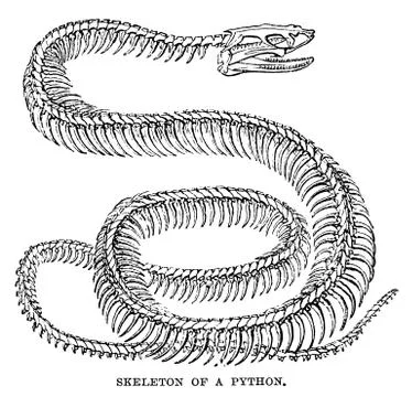 An engraved animal image of a python snake skeleton 스톡 일러스트