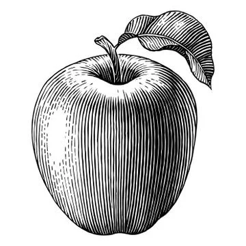Engraved apple Stock Illustration