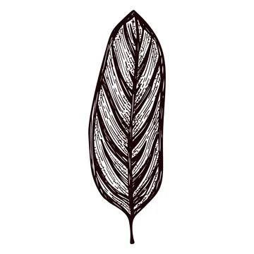 Engraved calathea leaf isolated. Retro element tropical plants in hand drawn  Stock Illustration