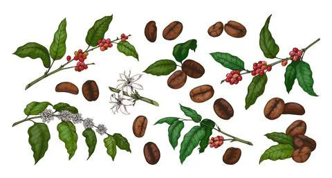 Engraved colored coffee. Hand drawn plant with green leaves and red beans Stock Illustration
