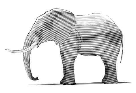 Engraved Elephant Stock Illustration