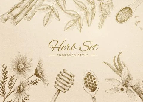 Engraved herbal set Stock Illustration