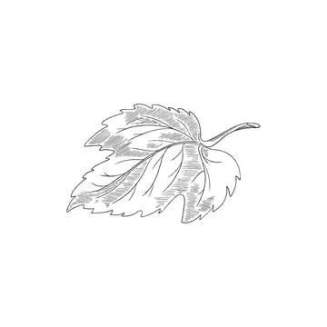 Engraved hop leaf - sketch vector illustration isolated on white background. Illustrazione stock