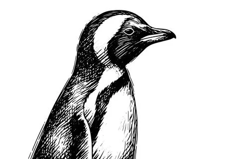Engraved Penguin Vector Sketch. Cute Winter Illustration, Antarctic Bird. Stock Illustration