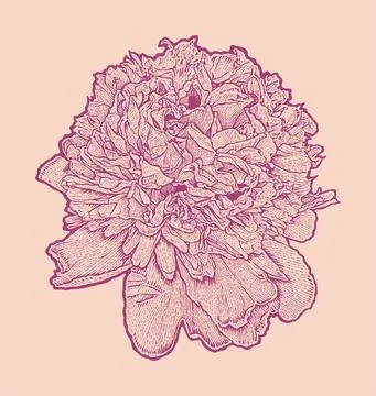 Engraved peony. hand drawn vector illustration Stock Illustration