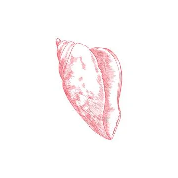 Engraved sea shell in hand drawn sketch style, vector illustration isolated on イラスト素材