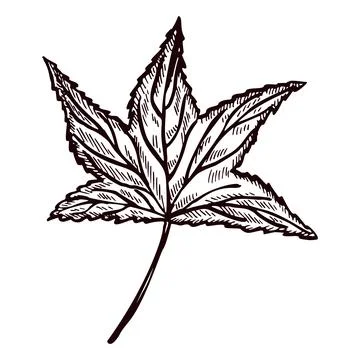 Engraved tree leaf in isolated white background. Vintage botanical autumn fol Stock Illustration