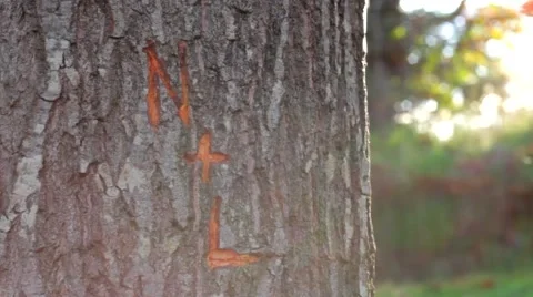 Engraved tree, sunlight, leaves, trunk Stock Footage