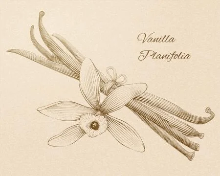 Engraved vanilla planifolia Stock Illustration