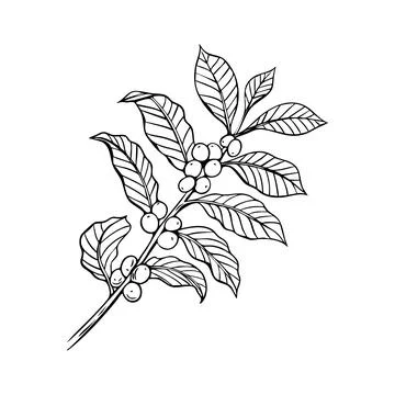 Engraving, branch with coffee beans, vector illustration in color and line .. Stock Illustration