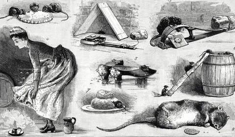 Engraving depicting the different methods of exterminating rats. Dated 19... Foto stock