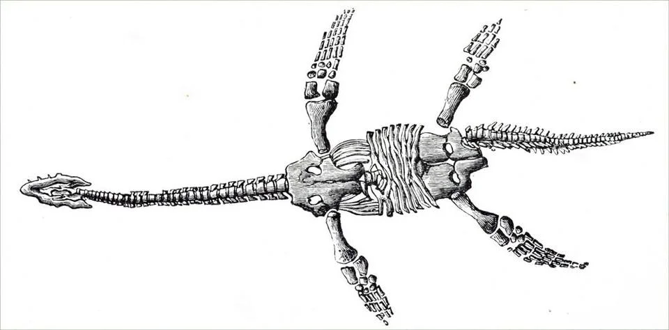  Engraving depicting a Plesiosaurus dolichodeirus found near Glastonbury. ... Stock Photos