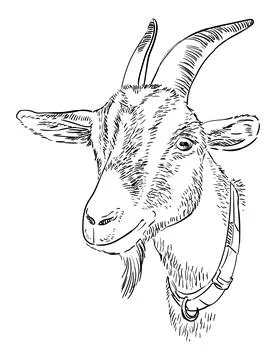 Engraving goat head with a horns vector illustration Stock Illustration