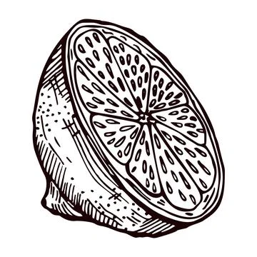 Engraving half lemon isolated on white background. Hand drawn piece lemon or  Stock Illustration