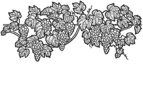 Engraving hand drawn vector illustration of grapes. Vine sketch isolated. Stock Illustration