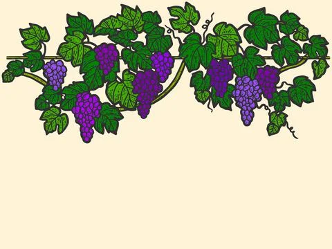 Engraving hand drawn vector illustration of grapes color. Vine sketch isolated. Stock Illustration