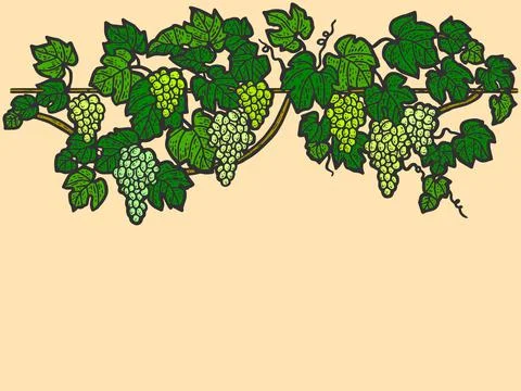 Engraving hand drawn vector illustration of grapes color. Vine sketch isolated. Stock Illustration
