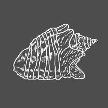 Engraving illustration of spiral seashell イラスト素材