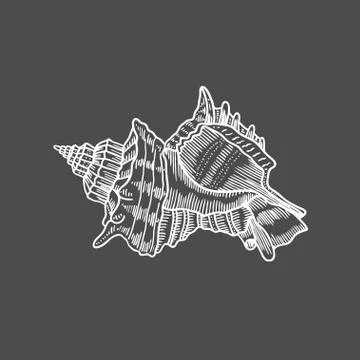 Engraving illustration of spiral seashell Illustrazione stock