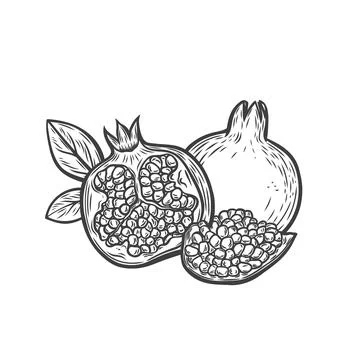 Engraving with a pomegranate fruit, a half and a piece Stock Illustration