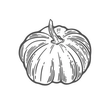 Engraving style pumpkin drawing Stock Illustration