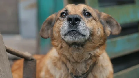 Engry Barking Dog Stock Footage 75753956