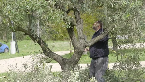 Enhancing Garden Elegance: Olive Tree Pruning Stock Footage 302294899