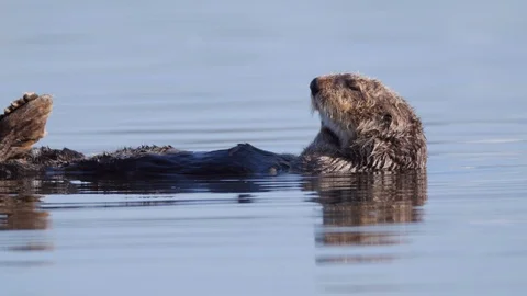 Enhydra lutris grooming while floating on water, Sea otter swimming in sea - Stock Footage 128845999