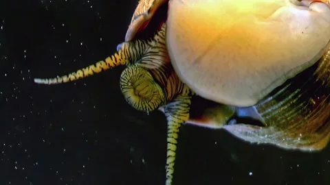 Enigma of the Abyss Stock Footage 275645796