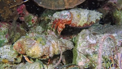 Enigmatic Cuttlefish Encounter Stock Footage 275814365