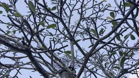 Enigmatic Elegance: Sparse Leaves on Tropical Tree in India 스톡 동영상 245807970