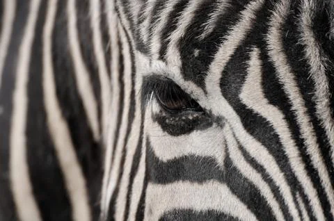 The enigmatic eye of a zebra Stock Photos