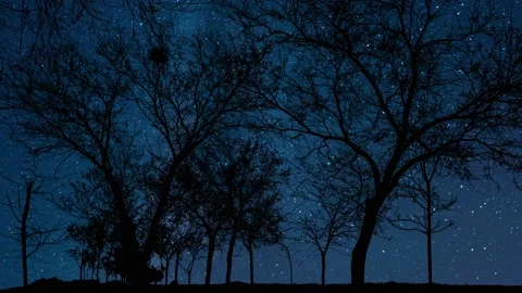 Enigmatic Forest Trees Silhouette in Nature Stock Footage 239701853