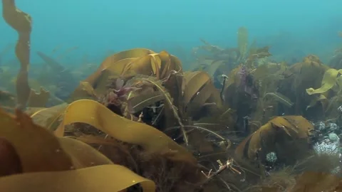 Enigmatic Kelp Forest Swaying Gently in Underwater Sunlight Stock Footage 340592773