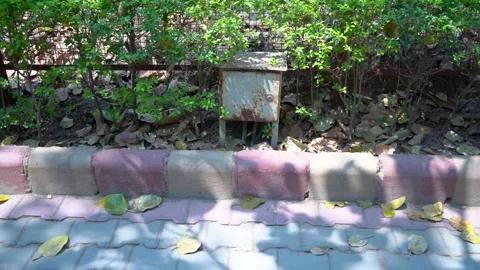 The Enigmatic Locker Beneath the Forest Canopy Stock Footage 313566273