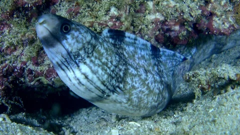 Enigmatic moray eel with its head out of a hole Video stock 112475509