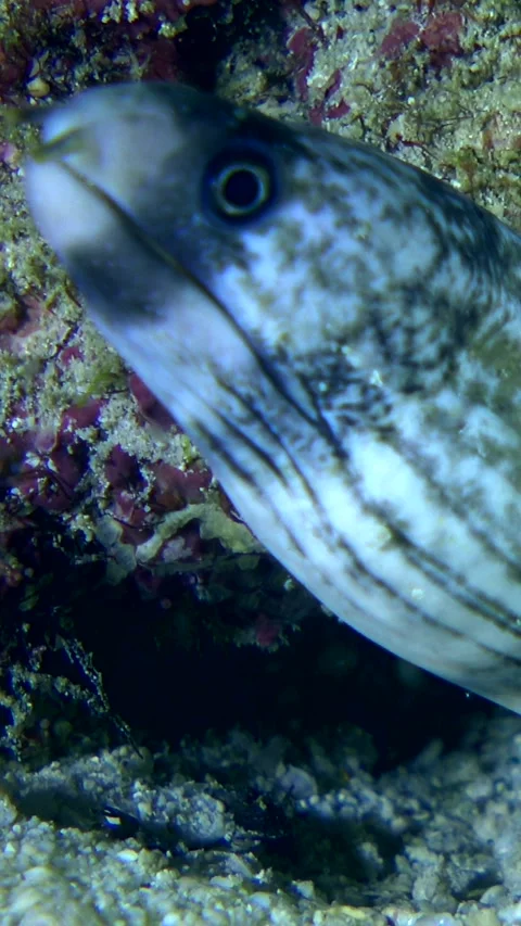 Enigmatic moray eel with its head out of a hole Stock-Footage 228833230