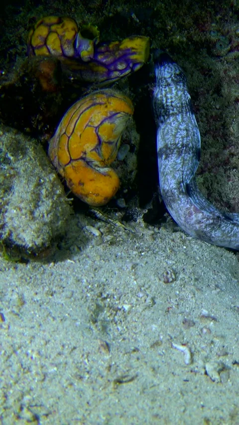 Enigmatic moray eel swimming on sandy area 스톡 동영상 228833240