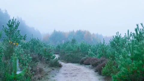 Enigmatic Pine Grove Under Gentle Light, Quiet Woodland Pathway Shrouded In Mist Stock Footage 328050200