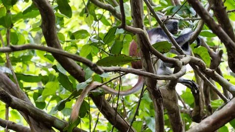 An enigmatic primate can be found among the vibrant tropical foliage in a lush Stock Photos