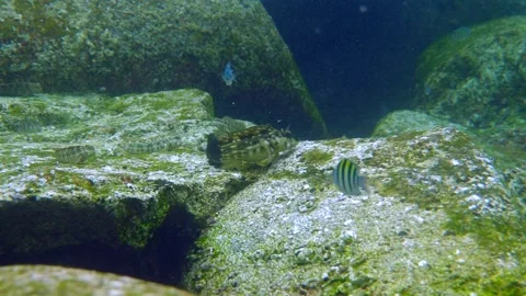 Enjoy the breathtaking underwater view of rocks and fish thriving in a Видео 295472437