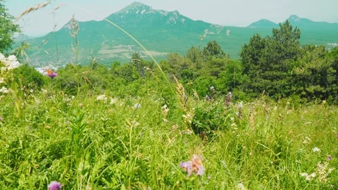 Enjoy a bright, sunny day while admiring vibrant wildflowers in a lush landscape Stock Footage 312352581
