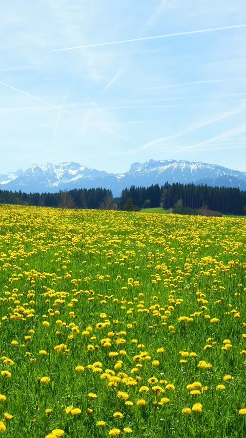 Enjoy a Calming Timelapse of Spring, Showcasing Lush Green Grass, Blooming Da Stock Footage 309222555
