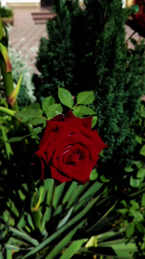 Enjoy a captivating video of a stunning red rose in a lush garden Stock Footage 310947166