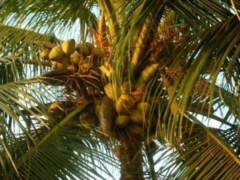 Enjoy fresh coconuts in the tree Stock Photos