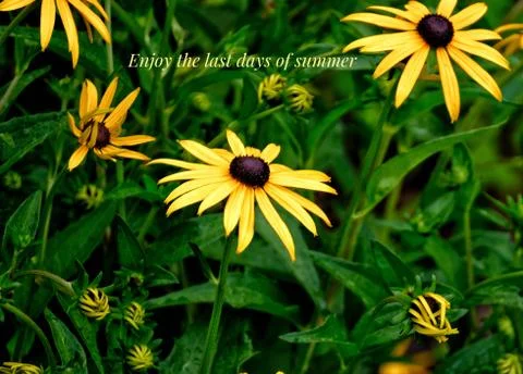 Enjoy the last days of summer, script on green background with yellow flowers Stock Photos